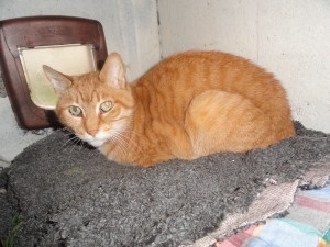 [ADOPTE] Olaf chat domestique Olaf10