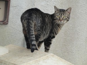 [ADOPTE] Tigrou chat domestique Tigrou10