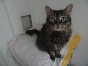 [ADOPTE] Voyou chat domestique Voyou10