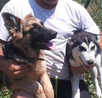 Perdues Berger Allemand Poil Longs Et Husky Sibérien Femelles