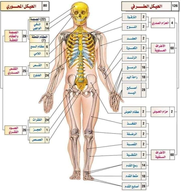 أحياء: تلخيص للعظام للثانوية العامة