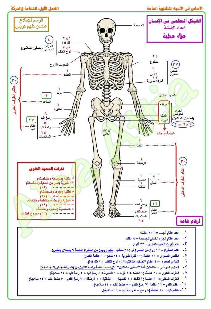 الهيكل العظمى - أحياء ثانوية عامة 122130