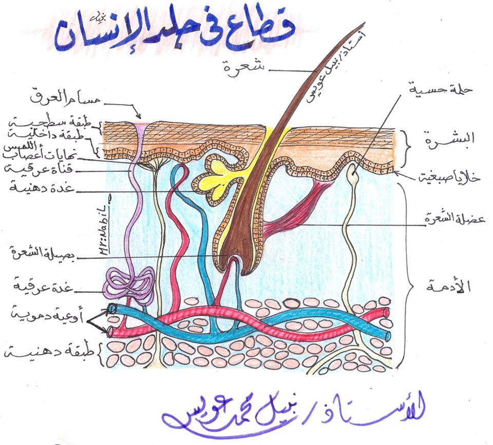 مراجعة رسومات الإخراج.. أحياء 2 ثانوي مستر/ نبيل عويس 21398