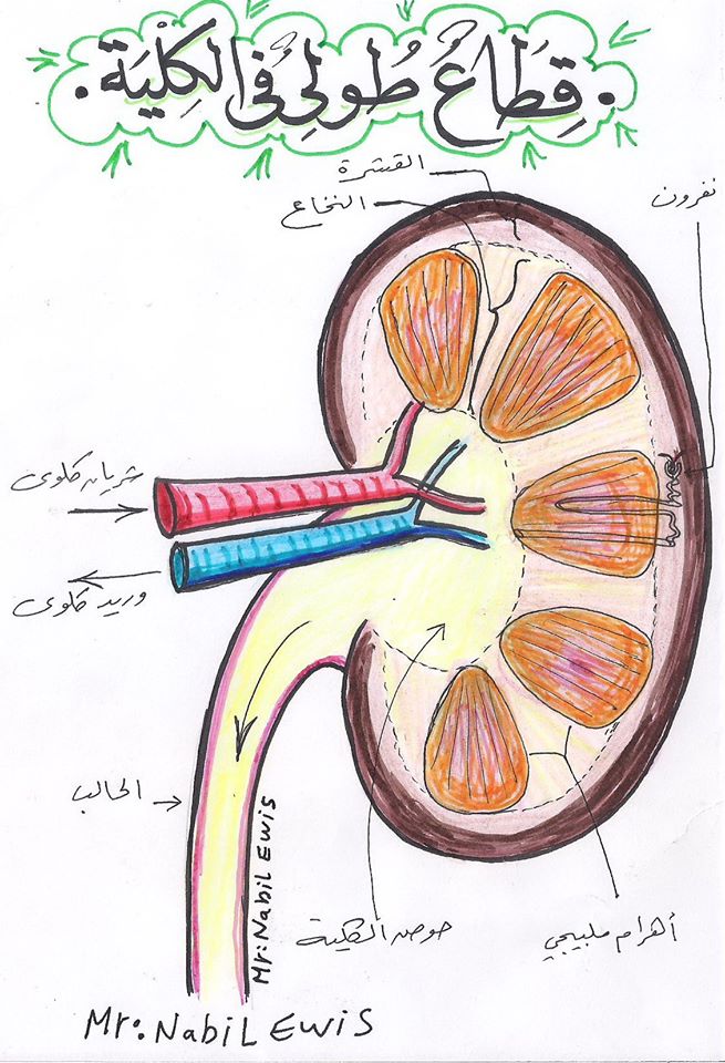 مراجعة رسومات الإخراج.. أحياء 2 ثانوي مستر/ نبيل عويس 31030