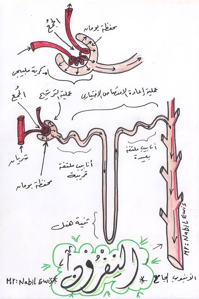 مراجعة رسومات الإخراج.. أحياء 2 ثانوي مستر/ نبيل عويس