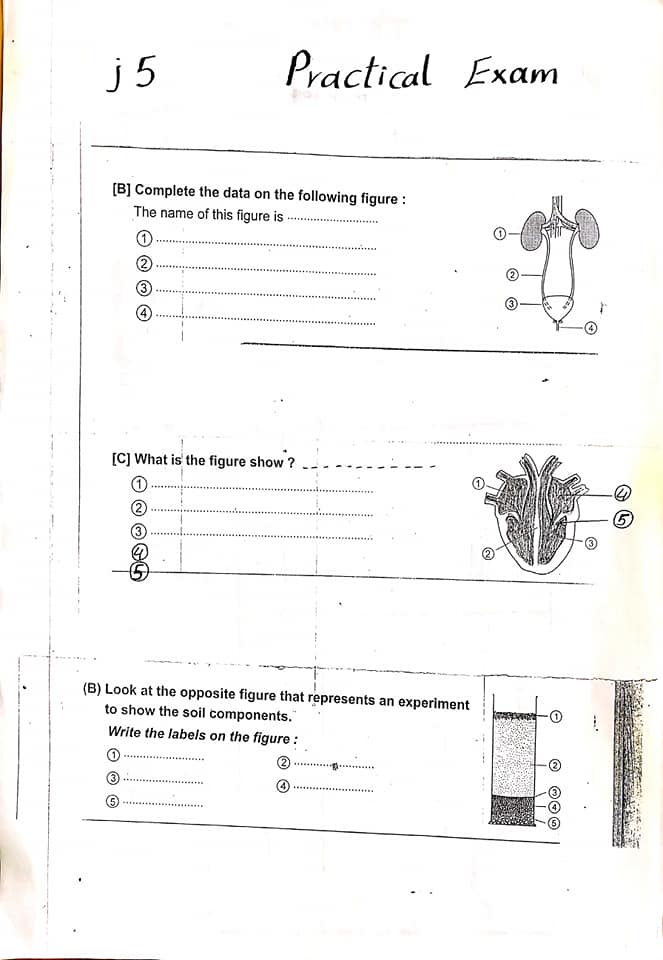 امتحان عملي Science للصف الخامس الابتدائي لغات ترم ثاني 5478
