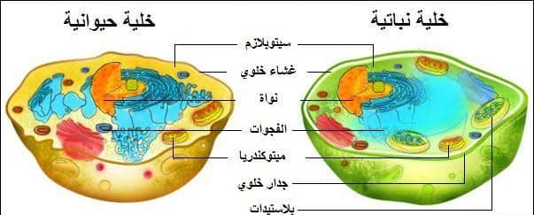 الوسم الجهاز_الهضمي على المنتدى مدرس اون لاين 56907710