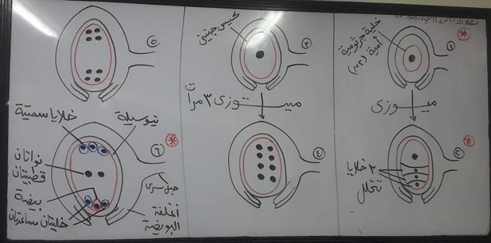 رسومات - اهم رسومات منهج الاحياء للصف الثالث الثانوي بخط أ/ عماد بدوي 59977010