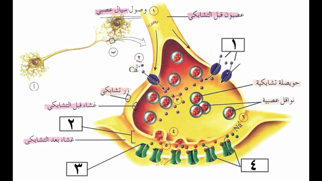 مراحل نقل السيال العصبي - احياء الثانوية Maxres34