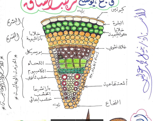  مراجعة أهم رسومات أحياء تانية ثانوى ترم أول في 6 ورقات لـ أ/ نبيل عويس Snag-013