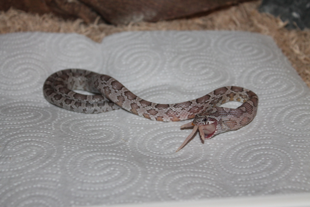 Illuyanka (pantherophis guttatus ghost) Img_2711