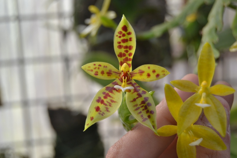Phalaenopsis cornu-cervi (lamelligera) Dsc_0110