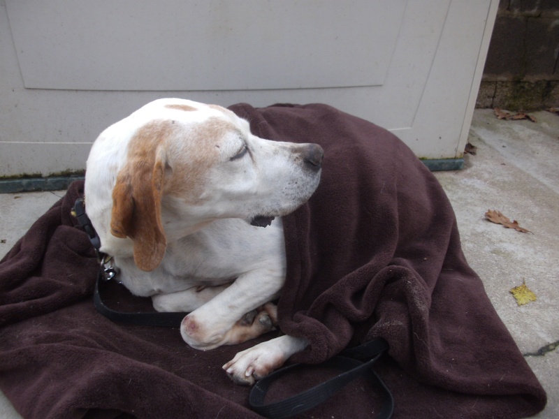 Bonnie, femelle pointer anglais, 2006, Refuge du Mordant Pict1413