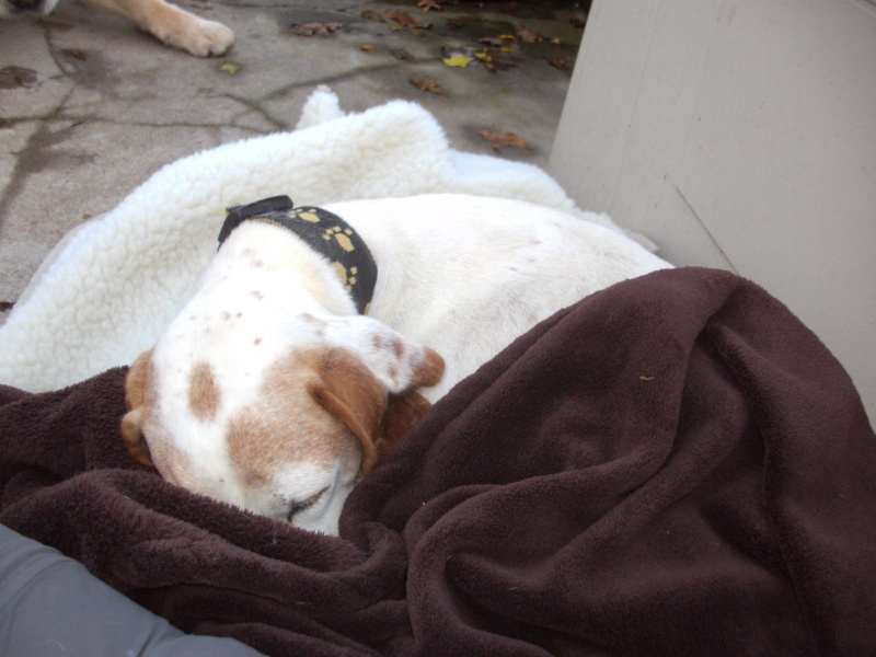 Bonnie, femelle pointer anglais, 2006, Refuge du Mordant Pict1510