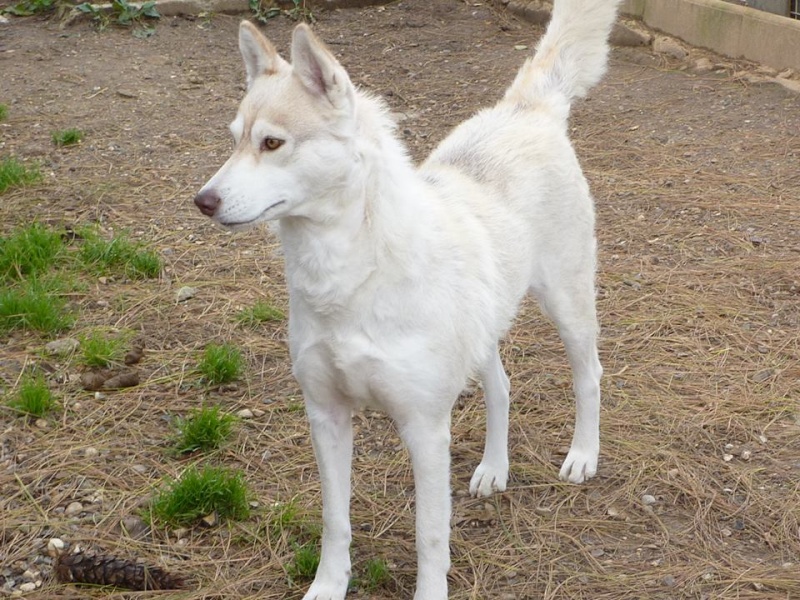 GOOGLE - Google femelle husky 4 ans pas de chats ASSO Belgique  10366010