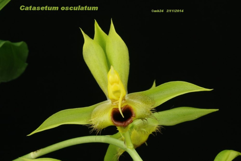 Catasetum osculatum Catase12