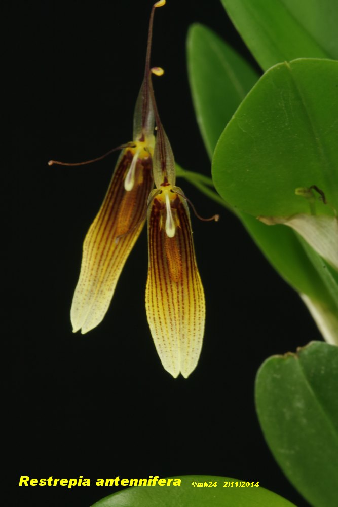 Restrepia trichoglossa Restre11