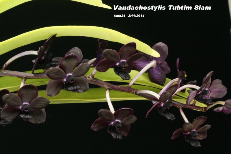 Vandachostylis Tubtim Siam Vandac11