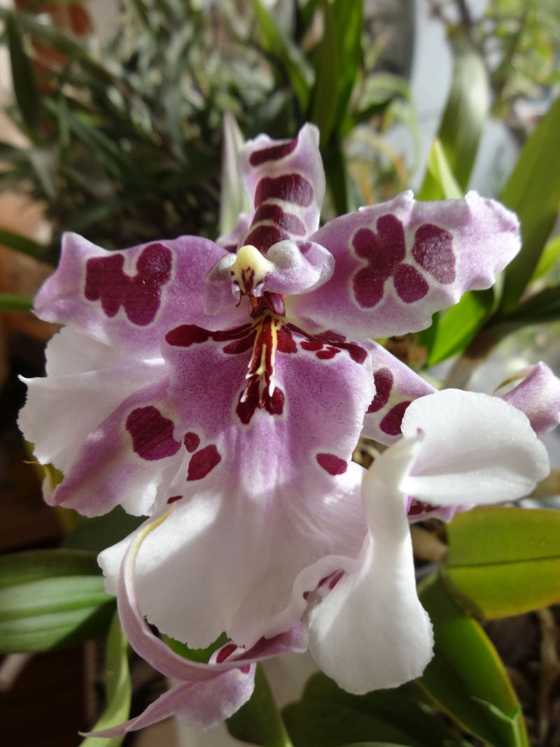 Orchideen 2011 - 2015 Teil 1 - Seite 82 040_ko11