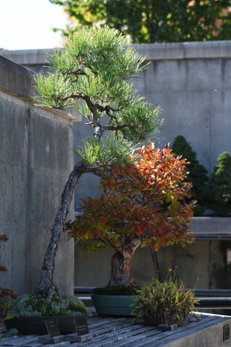 American Bonsai at the NC Arboretum - Page 12 Nc_arb11