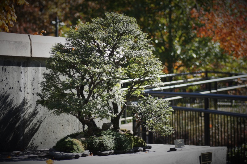 American Bonsai at the NC Arboretum - Page 12 Nc_arb17