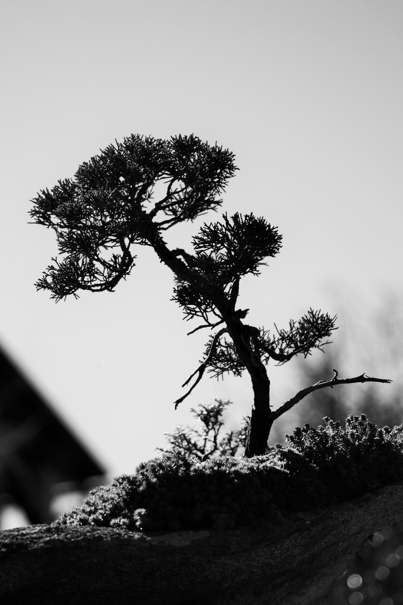 American Bonsai at the NC Arboretum - Page 12 Nc_arb19