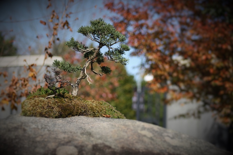 American Bonsai at the NC Arboretum - Page 12 Nc_arb20