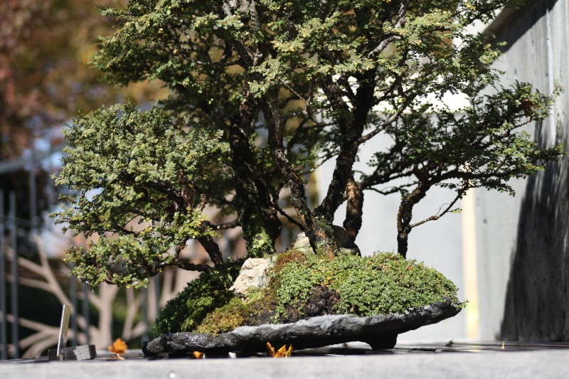 American Bonsai at the NC Arboretum - Page 12 Nc_arb21