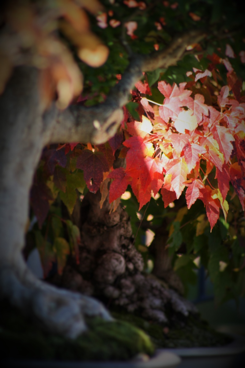 American Bonsai at the NC Arboretum - Page 12 Nc_arb24