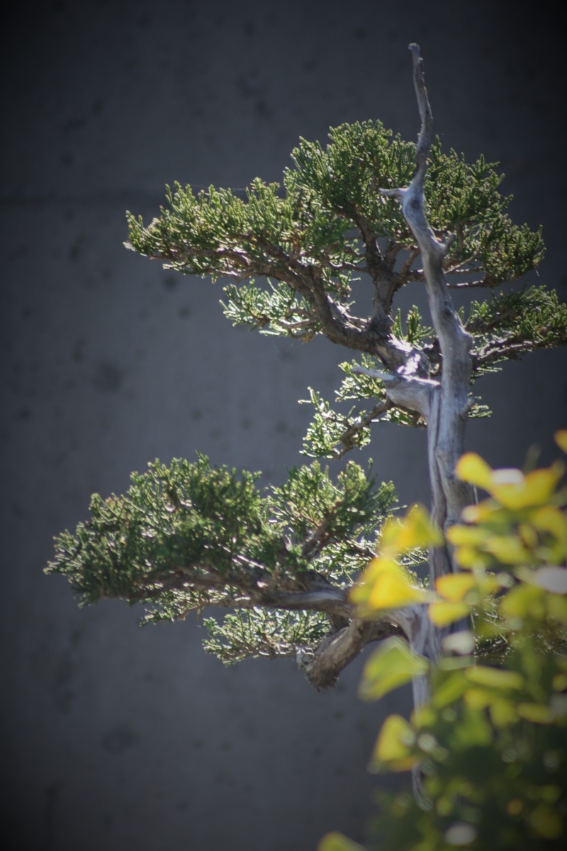 American Bonsai at the NC Arboretum - Page 12 Nc_arb26