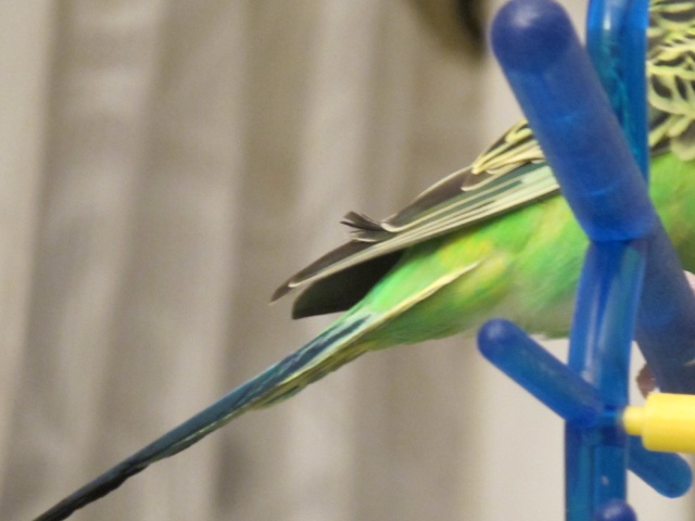 Oiseaux qui s'attaquent Img_3012