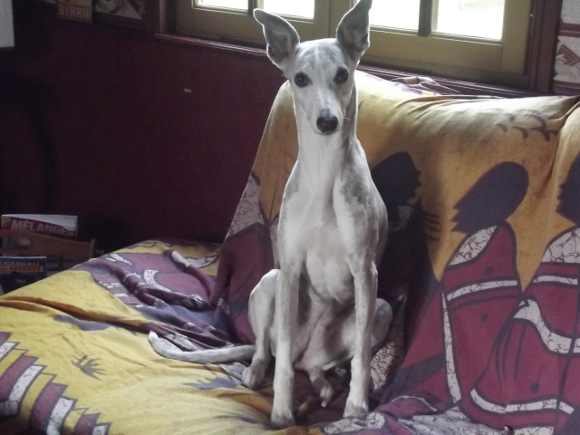 Line, Whippet Bringée Bleue - Page 2 Petits16