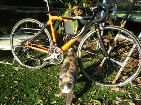 Velo spego 130 cheap