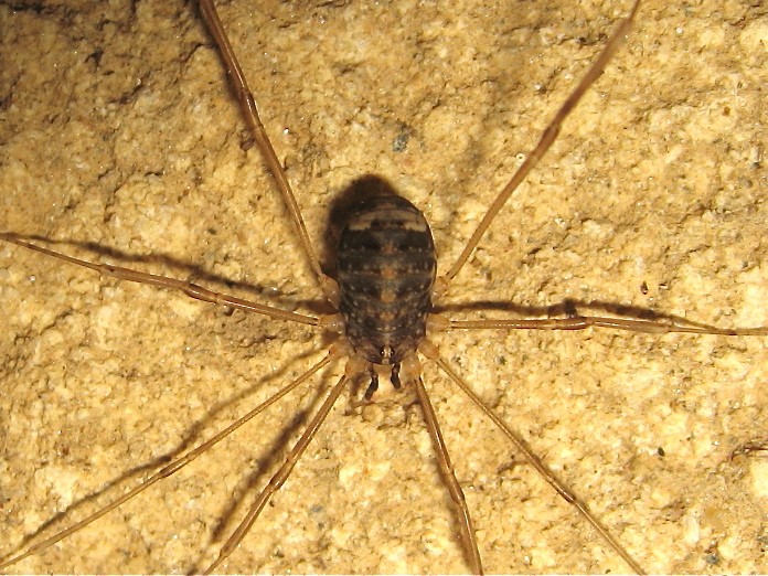 Nilema doriae ? (Nelima sp.) Img_2620