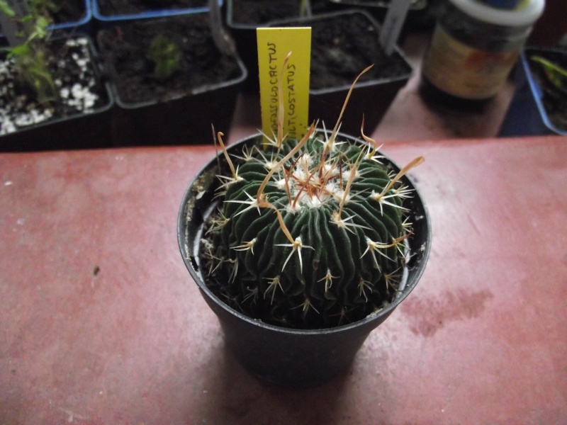 Mes cactus & Plantes grasses Dscf1413