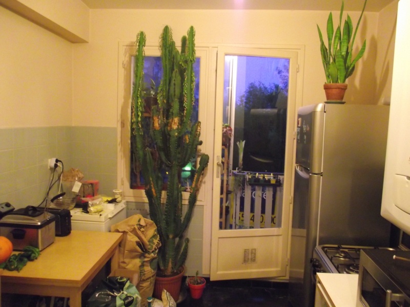 Mes cactus & Plantes grasses Dscf1424