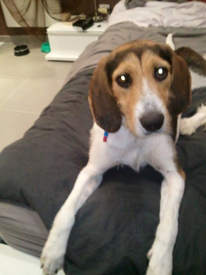 urgent - Ness- croisée beagle de 2 ans - Asso 4 Pattes sans Toit à Solerieux (26 10628210