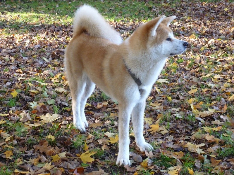AKITA INU - Page 2 P1090310
