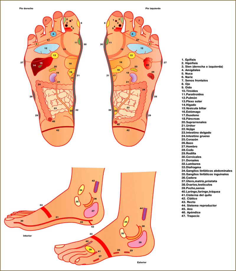 Imágenes, Infografias, láminas.....sobre Reflexologia Reflex10