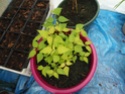 Leycesteria formosa Leyces10