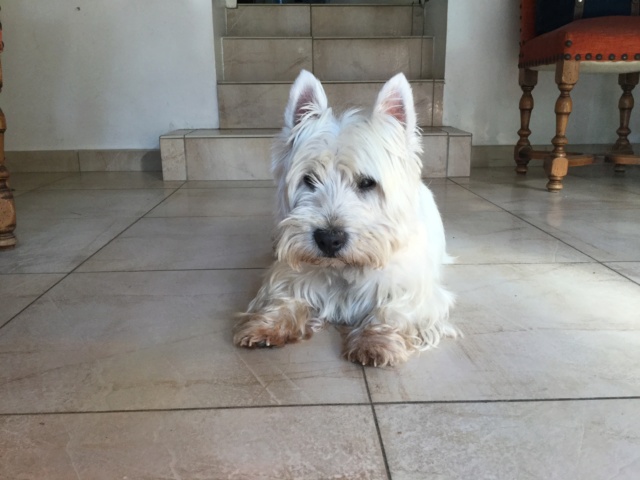 Cookie, westie mâle de 13 ans C0319310