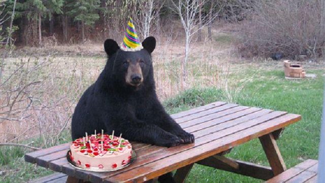 happy Birthday... Baloo07 Alaska10