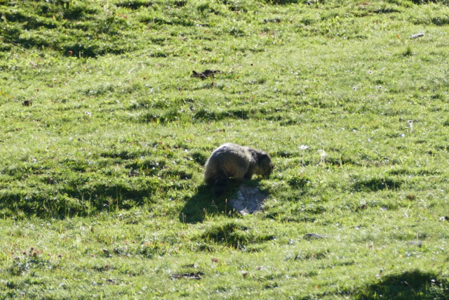 Les Marmottes du Col d'AGNEL le 07.08.2018 P1000712