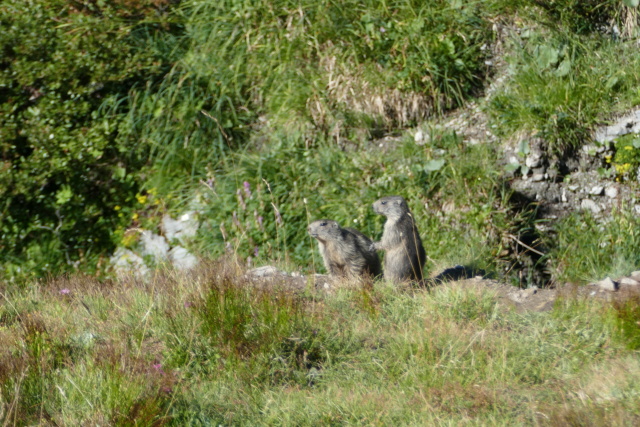 Les Marmottes du Col d'AGNEL le 07.08.2018 P1000812