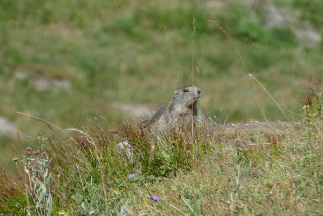 Les Marmottes du Col d'AGNEL le 07.08.2018 P1000814