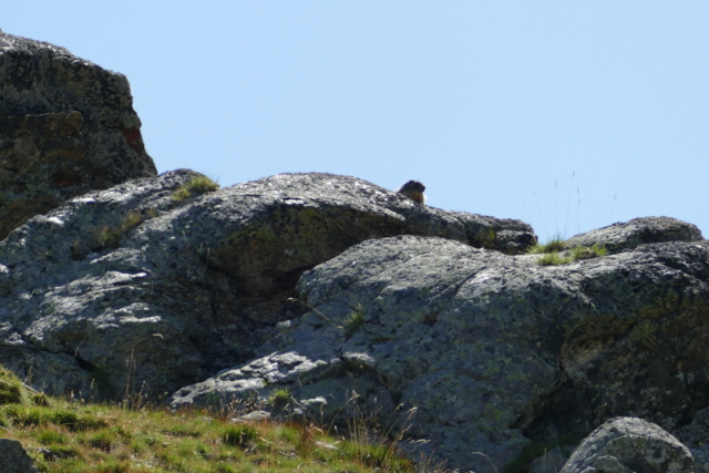Les Marmottes du Col d'AGNEL le 07.08.2018 P1000910