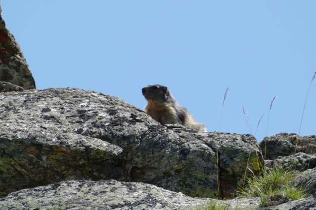 Les Marmottes du Col d'AGNEL le 07.08.2018 P1000913