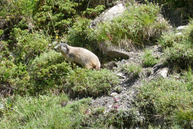 Les Marmottes du Col d'AGNEL le 07.08.2018 P1000915
