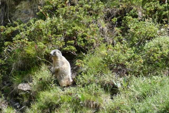 Les Marmottes du Col d'AGNEL le 07.08.2018 P1000916