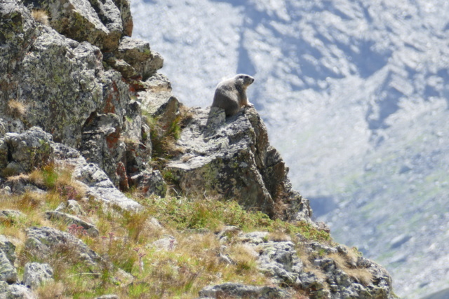 Les Marmottes du Col d'AGNEL le 07.08.2018 P1010010